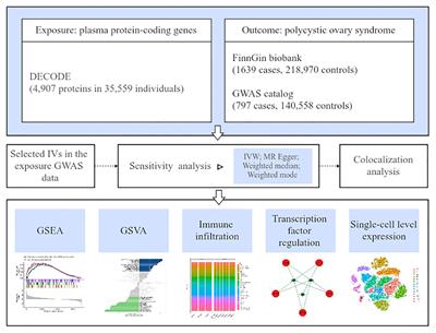 From proteome to pathogenesis: investigating polycystic ovary syndrome with Mendelian randomization analysis